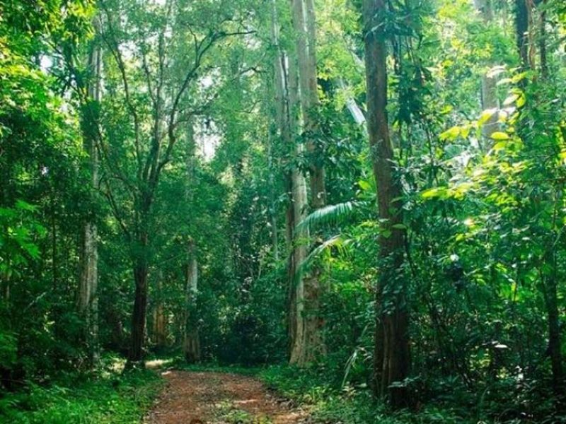 Khám Phá Rừng Quốc Gia Cát Bà cùng Cát Bà Discovery